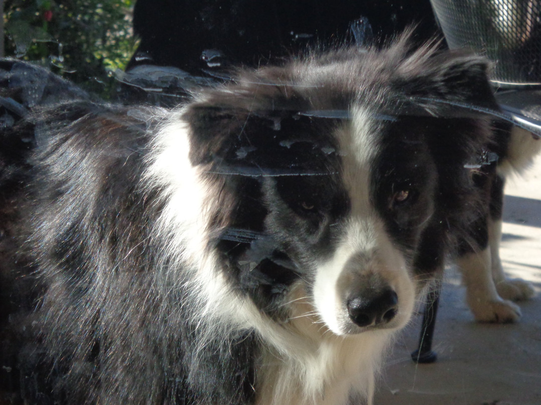 Barkly Suites Apartments主图