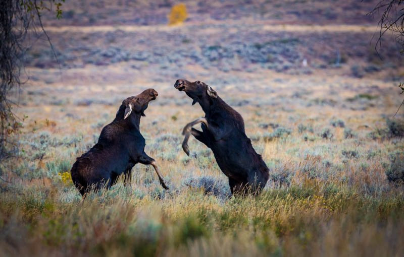 Grizzly Country Wildlife Adventures景点图片