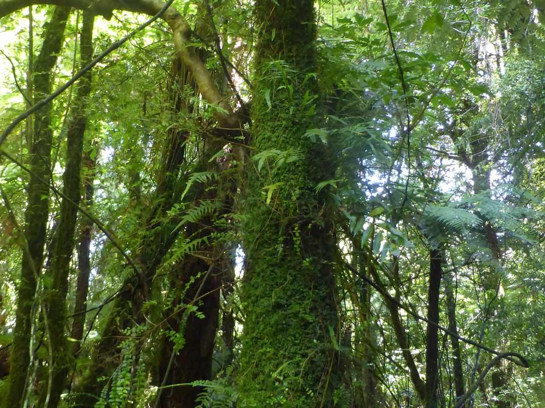Rapurapu Kauri Track-怀卡托地区必去景点
