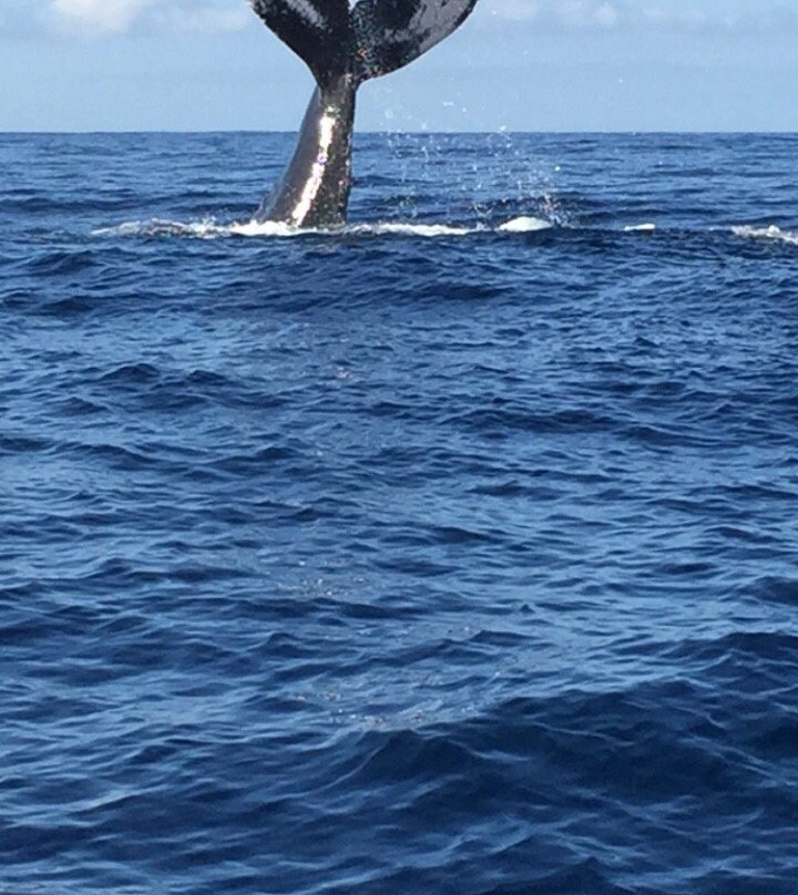 Whale Watch Cabo景点图片