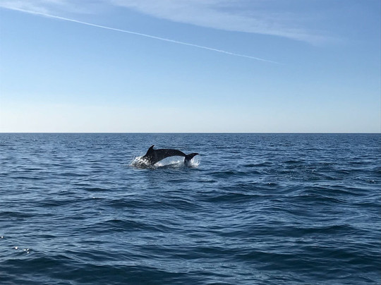 Arrabida Sea Ventures-塞新布拉必去景点