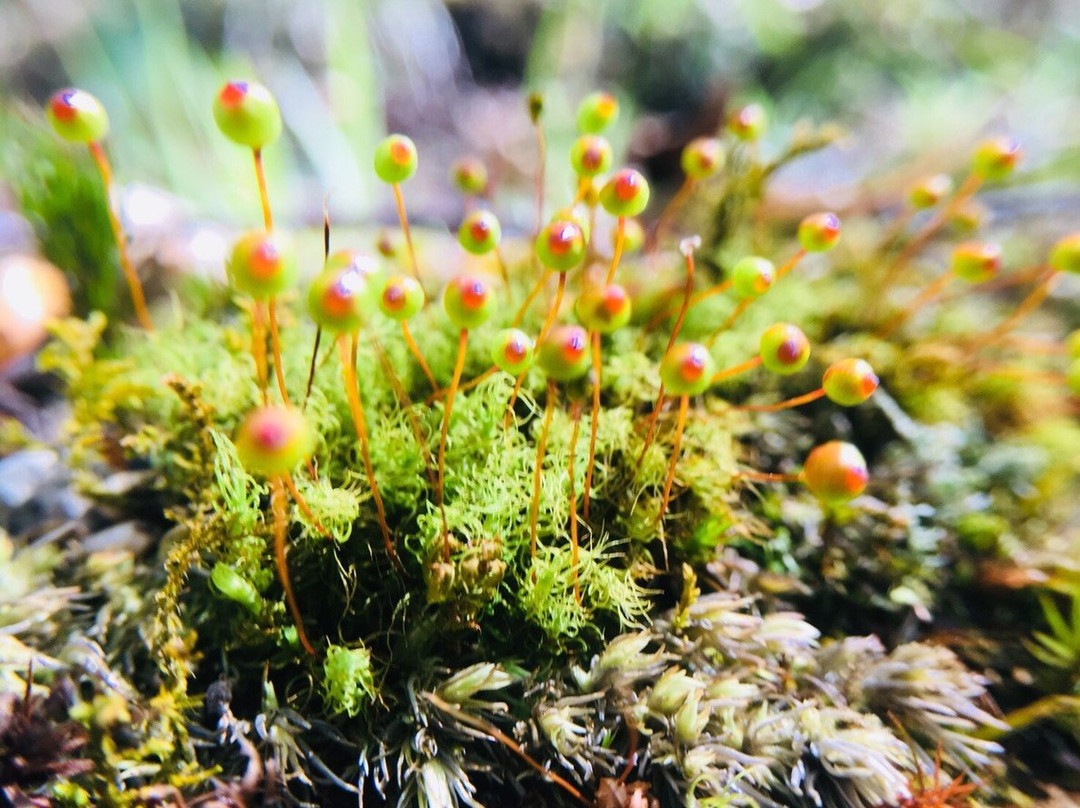 星野集团奥入濑溪流酒店主图