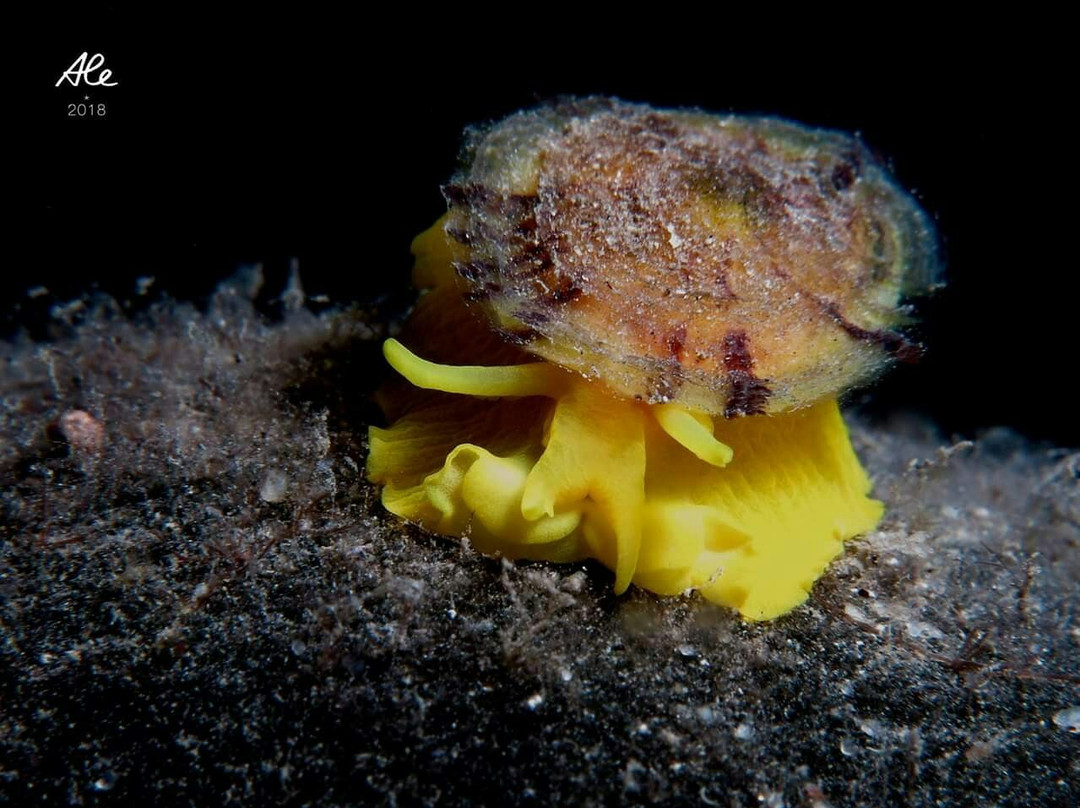 Diving Center Marco Polo景点图片