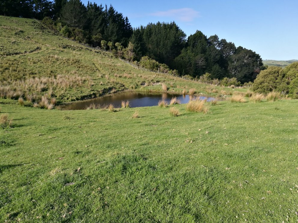 Te Kuri Farm Walkway景点图片