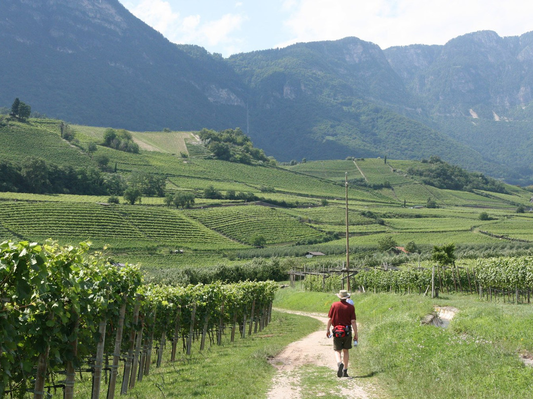 La Dolce Vita Wine Tours景点图片