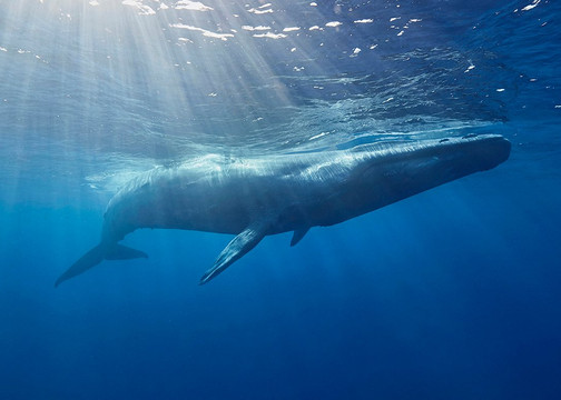 Mirissa Snorkeling Tours-美蕊沙必去景点