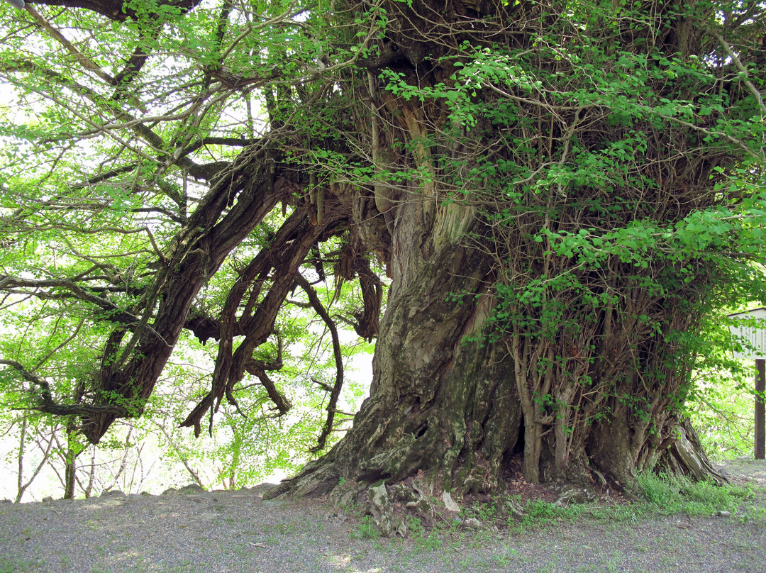 Sakasaicho-大鹿村必去景点