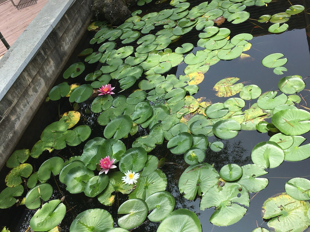 Jeju Museum of Contemporary Art-济州必去景点