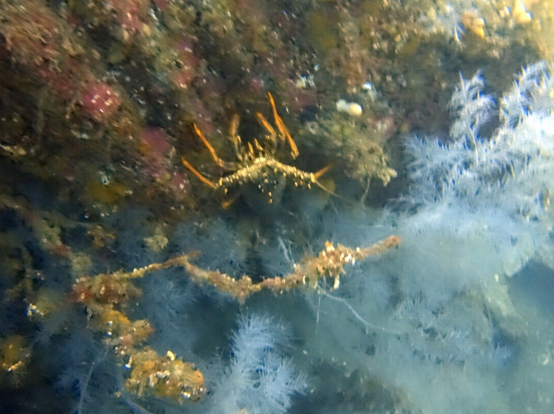 Descend Scuba Diving - Milford Sound景点图片