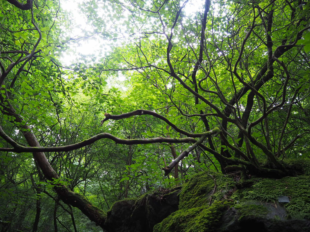 Kazaana - Kamihayashi Forest Park-东温市必去景点