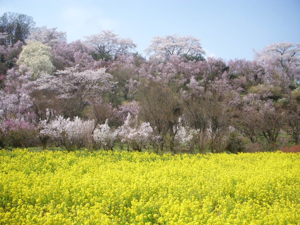 Hanamiyama Park-福岛市必去景点