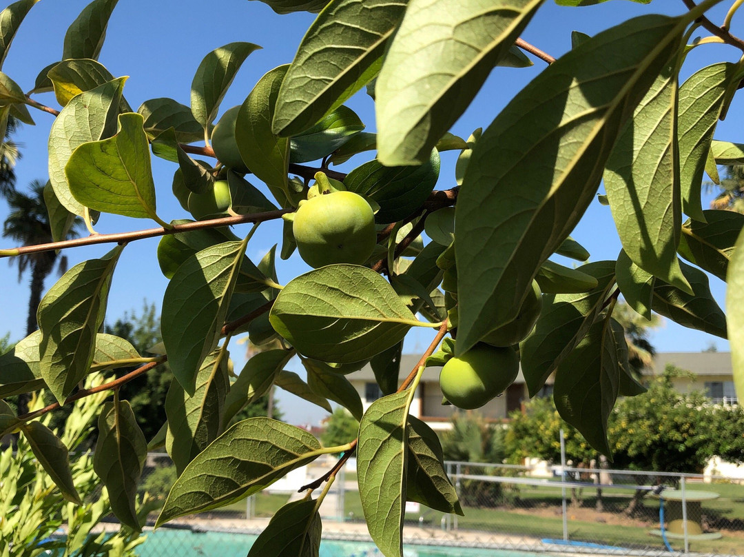 99 Palms Inn & Suites主图