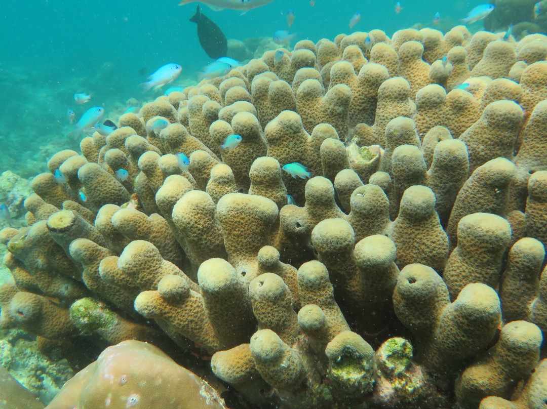 Scuba Centre Maldives景点图片