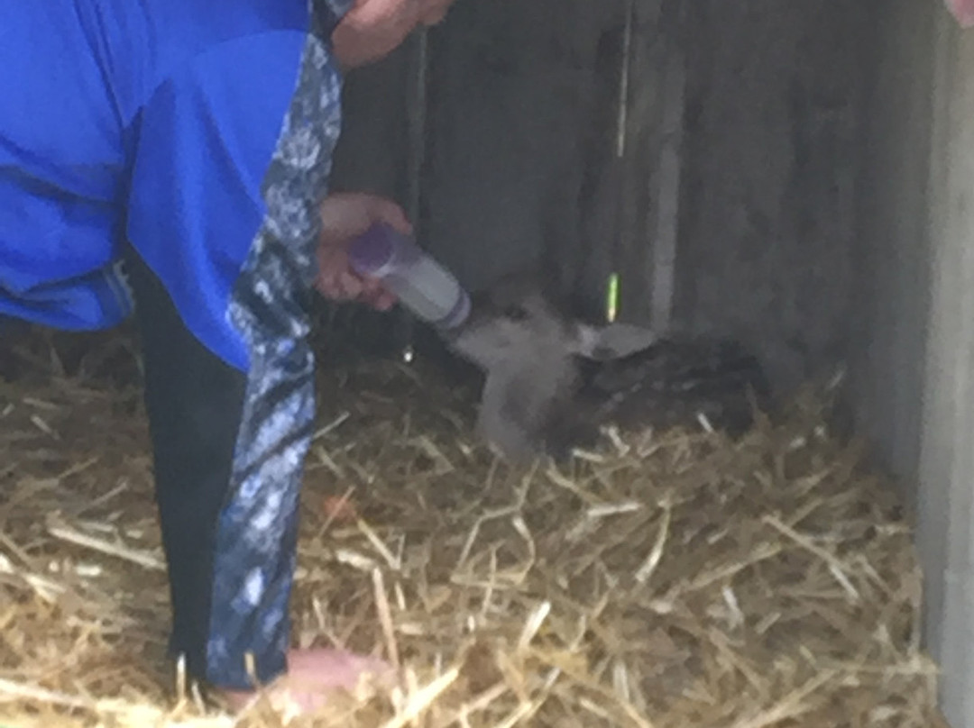 Paul Bunyan's Animal Land-伯米吉必去景点