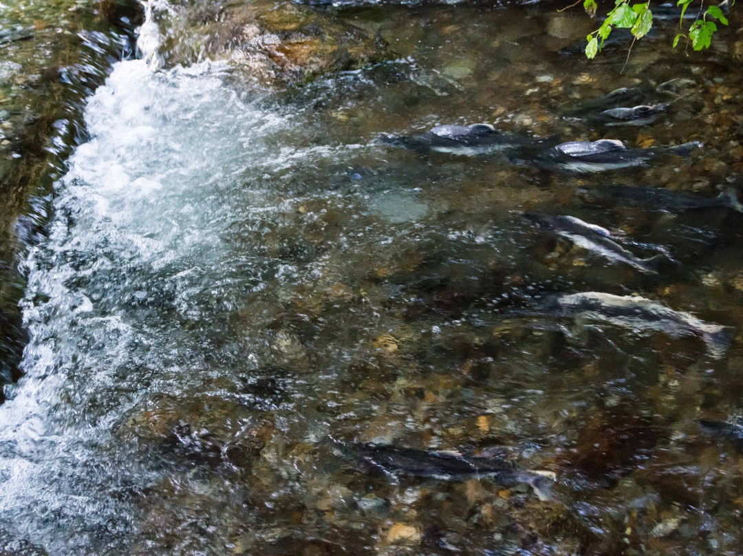 Pullen Creek Stream Walk-史凯威必去景点