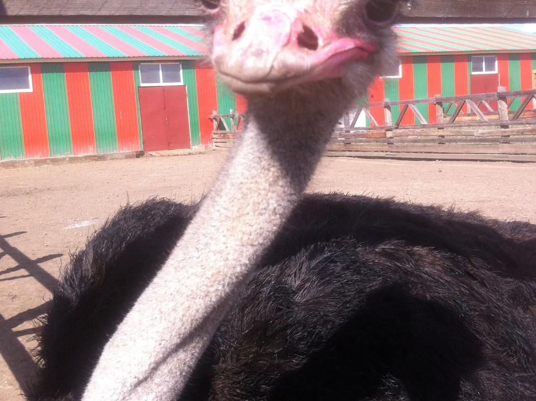 Ostrich Farm Straus Zabaikalya-赤塔必去景点