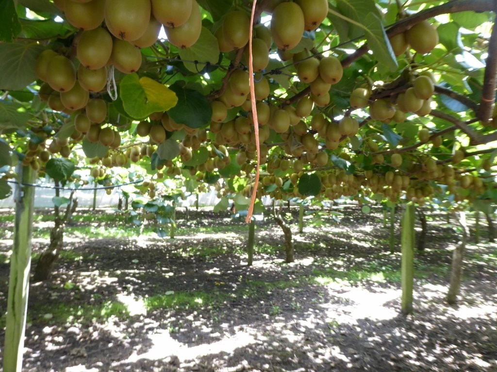 Kiwifruit Country Tours-蒂普基必去景点