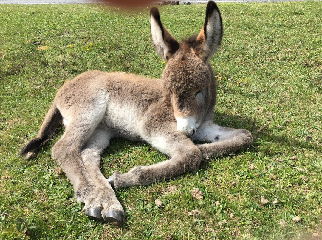 Peel House Bed & Breakfast主图