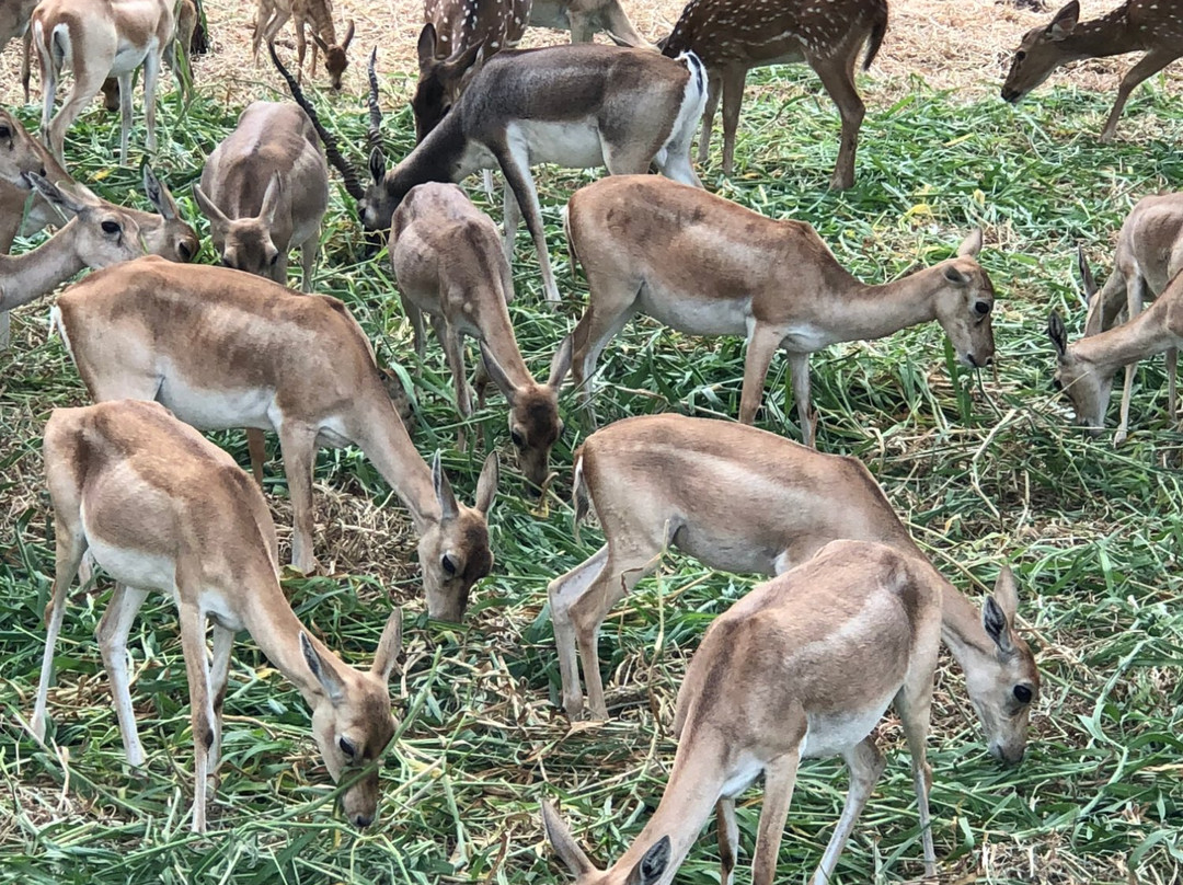 Mahavir Harina Vanasthali National Park景点图片