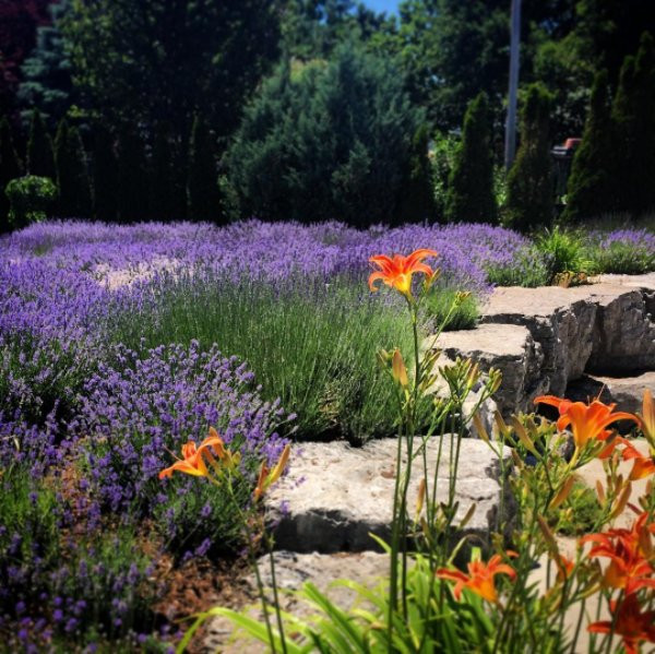 Serenity Lavender Farm景点图片