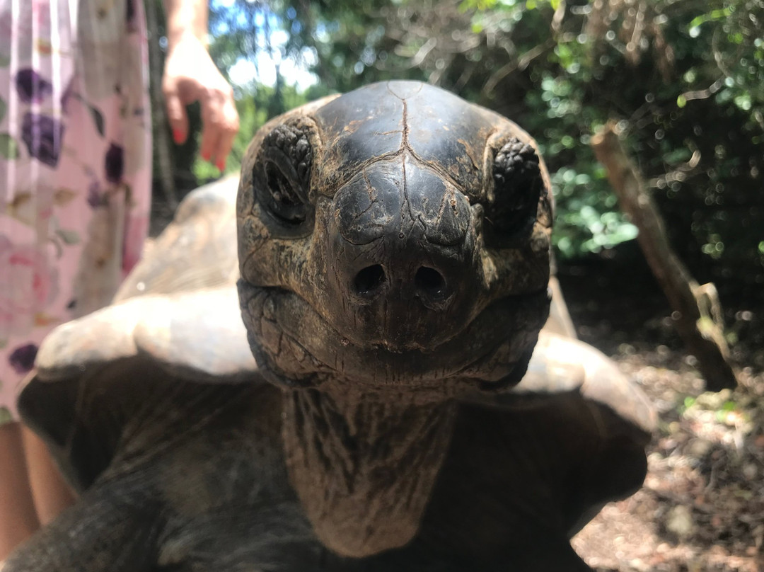 Ibra Taxi Driver Zanzibar-帕杰必去景点