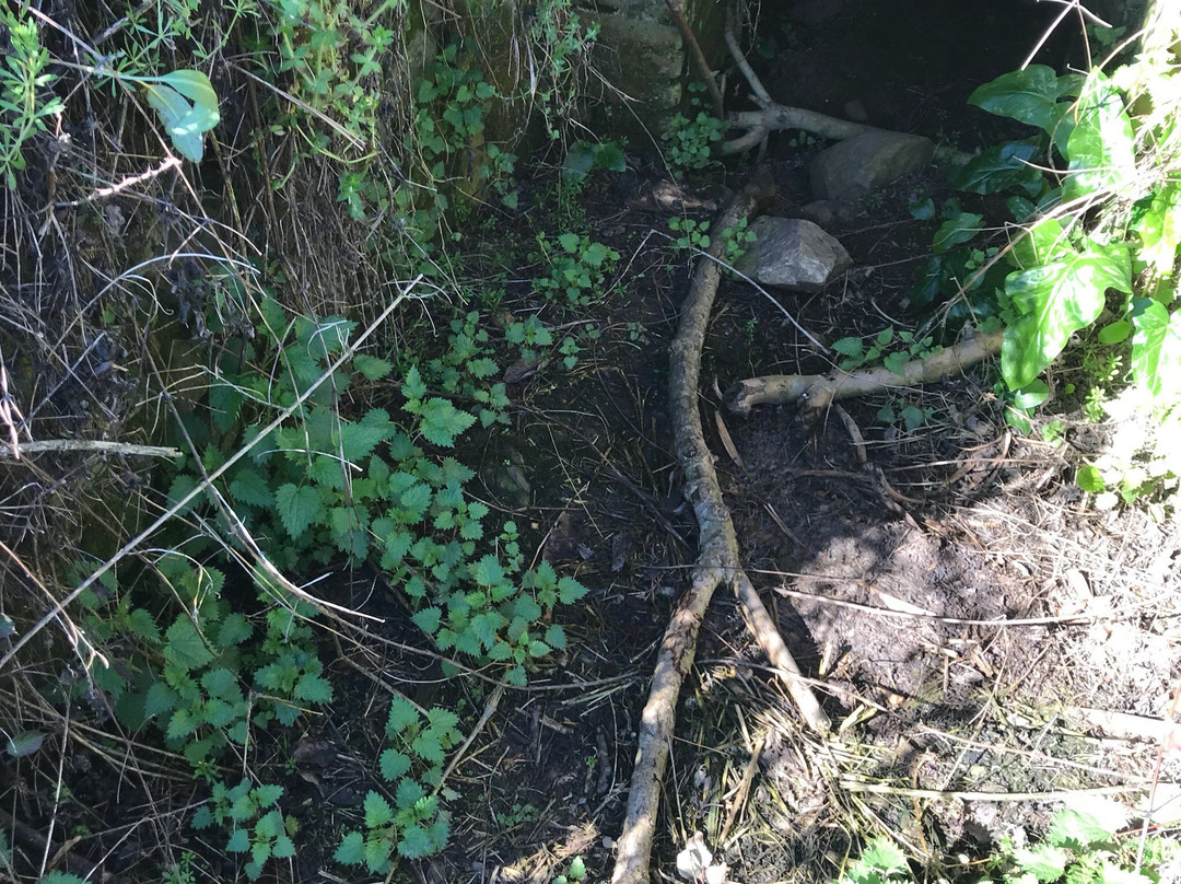 Volca de la Crosa-Sant Dalmai必去景点