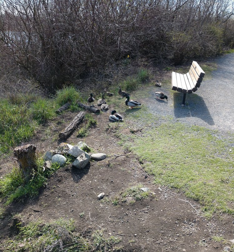 Swan Lake Christmas Hill Nature Sanctuary景点图片