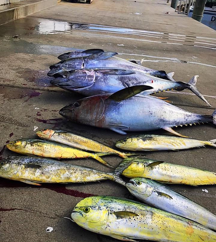 3 Amigos Sportfishing Charters-里霍博斯比奇必去景点