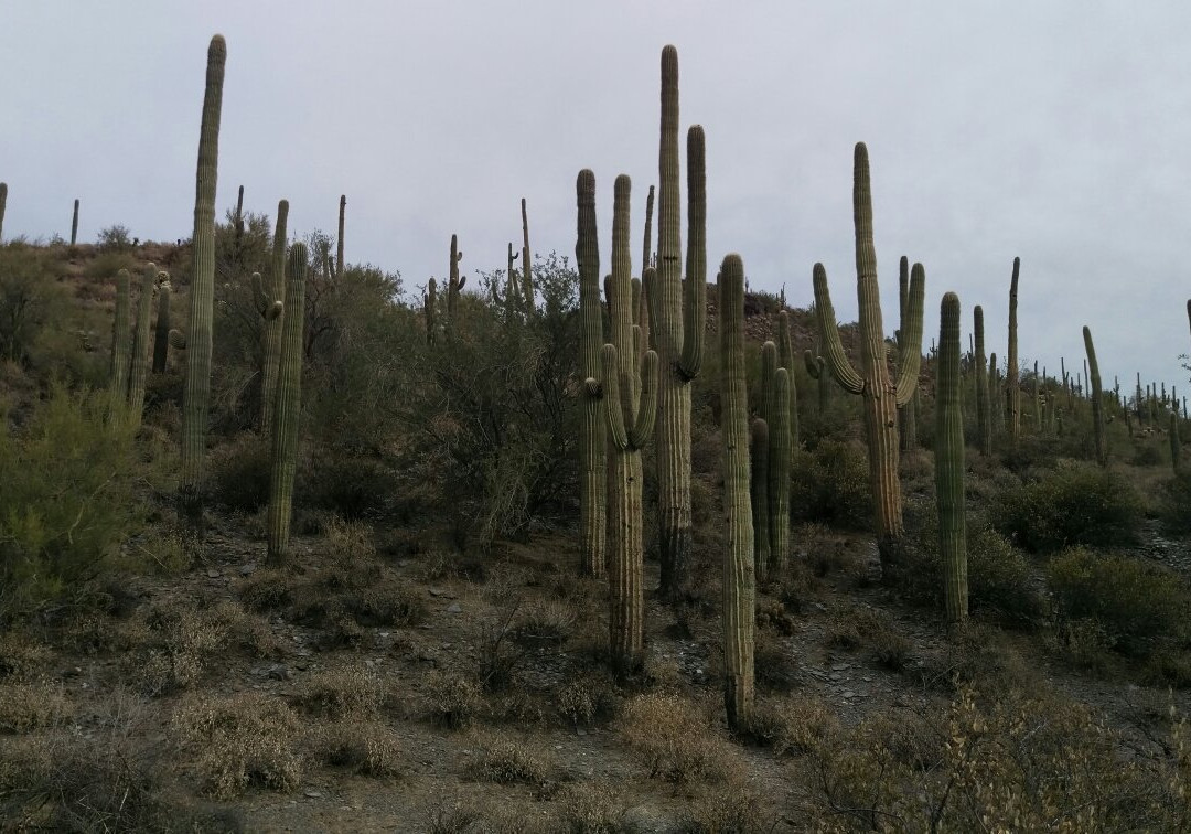 Cave Creek Regional Park景点图片