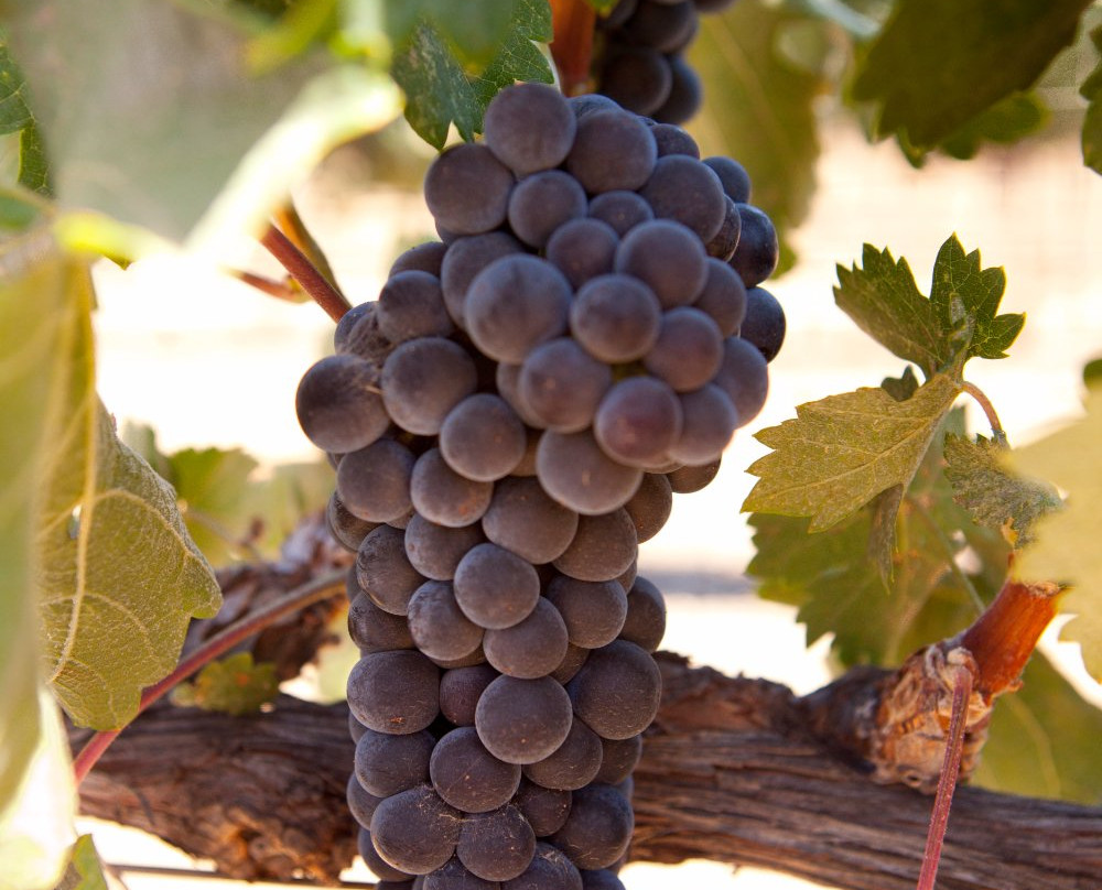 ONX Wines景点图片