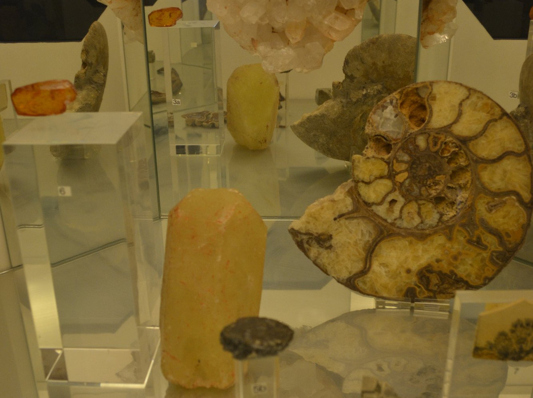 Urweltmuseum Aalen景点图片