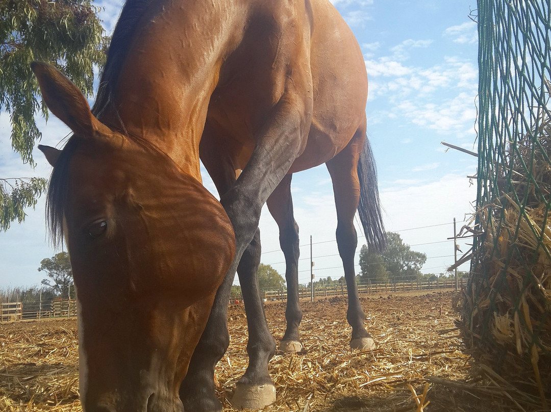 Asd Centro Ippico New Farm-阿尔盖罗必去景点