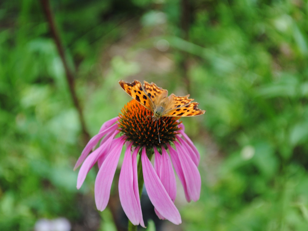 Le Jardin des Plantes a Couleurs