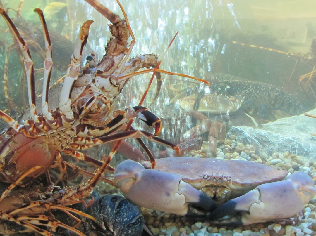 Nunes Real Marisqueira主图