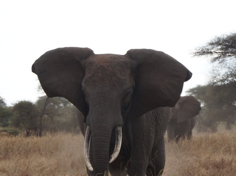 Spirit of Kenya-内罗毕必去景点