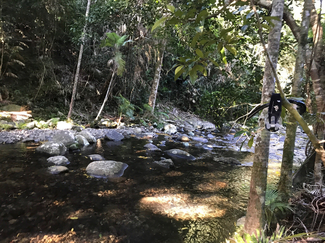 Freeride Electric Adventure Tours-Cape Tribulation必去景点