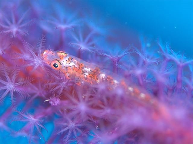 Tatsukushi Diving Center-土佐清水市必去景点