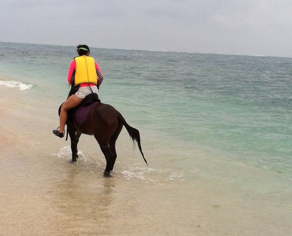 Iejima Beach Side Horse Park-伊江村必去景点