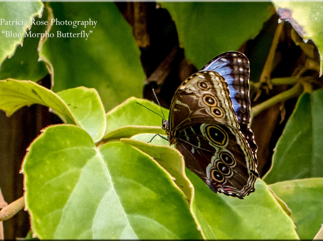 Butterfly World Coombs景点图片