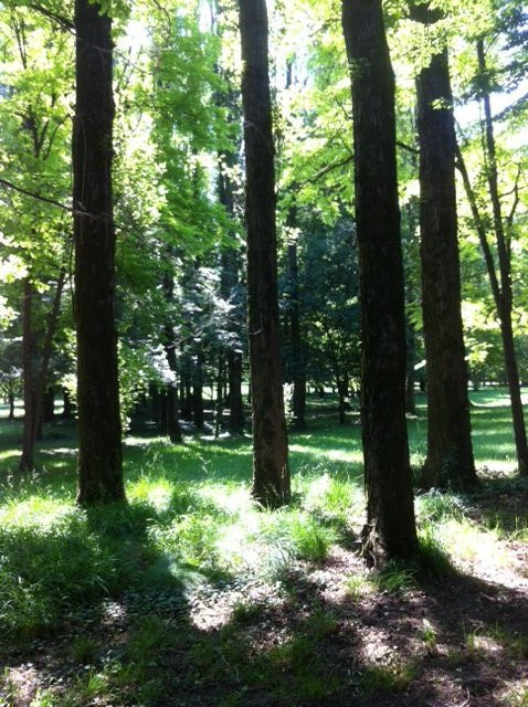 Bosco di Torrate景点图片
