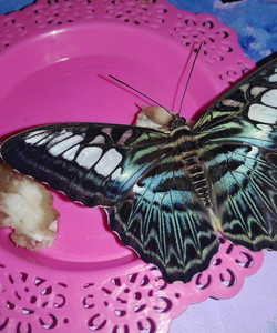 Butterfly House Varna景点门票图片