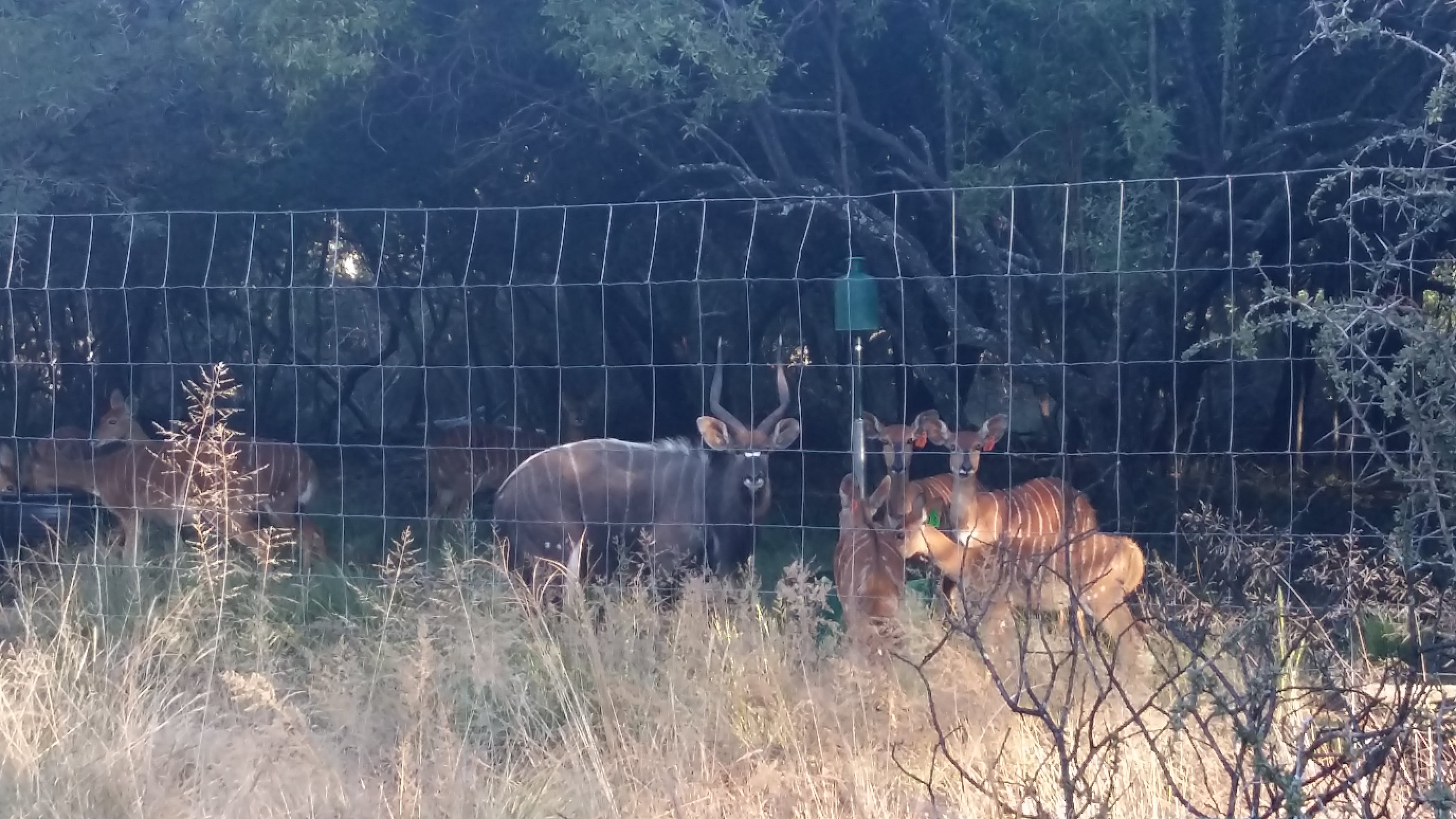Nyala Inn Guest Farm-官方