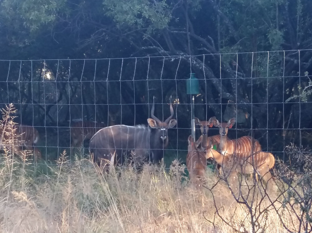 Nyala Inn Guest Farm主图