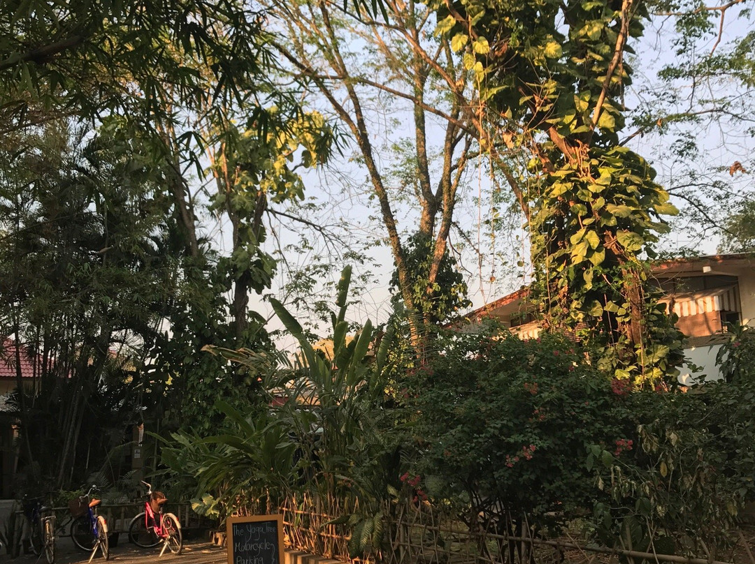瑜伽树瑜伽训练中心-Si Phum必去景点