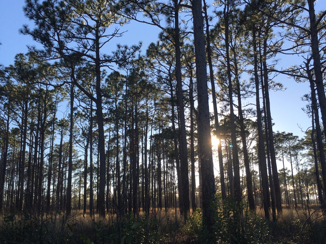 Patsy Pond Nature Trail景点图片
