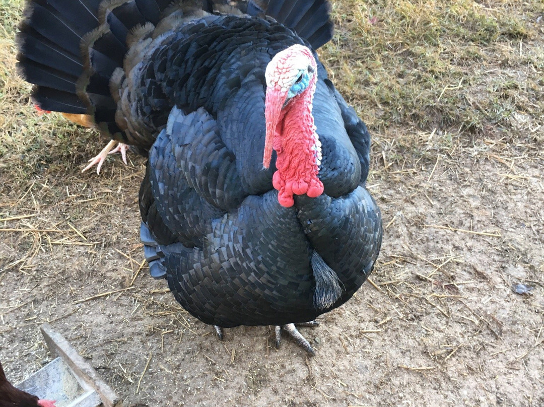 Open Gate Farm-Earlysville必去景点