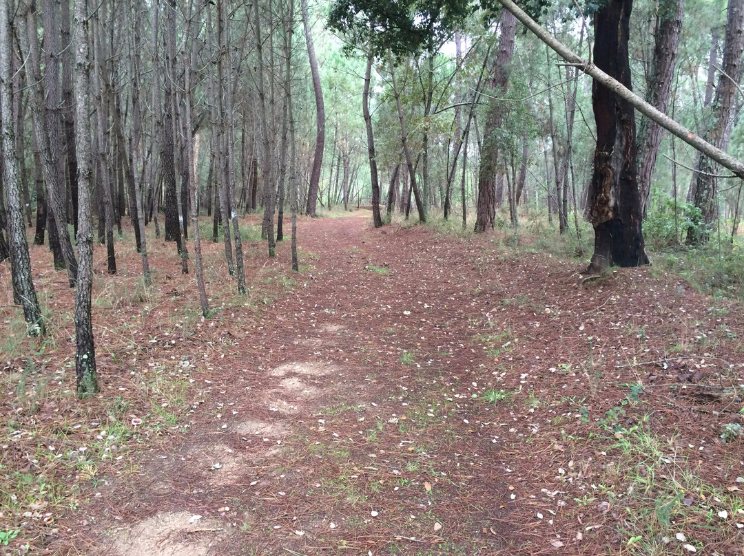 Carregal do Sal‎旅游攻略图片