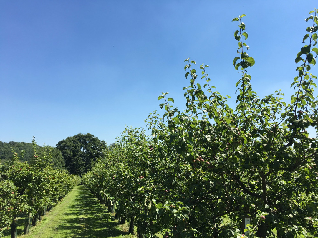 Ampleforth Abbey Orchards景点图片