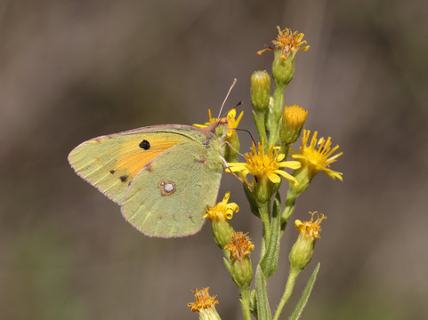 Birdwatching Spain-Grau de Gandia必去景点