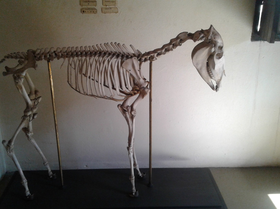 Museu de Historia Natural de Cravinhos-Cravinhos必去景点